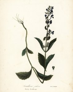 Hårig kalott, Scutellaria elliptica (Scutellaria pilosa) av Endicott Endicott