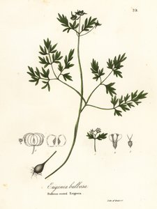 Vårbudet, peppar och salt eller lökrotad erigenia, Erigenia bulbosa av Endicott Endicott