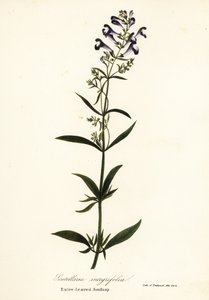 Hjälmblomma, hjälmkalott eller helbladig kalott, Scutellaria integrifolia av Endicott Endicott
