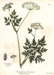 Hemlock-persilja av Endicott Endicott