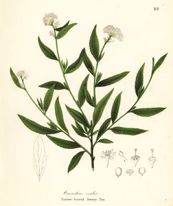 Jerseyte, Ceanothus herbaceus (Smalbladigt Jerseyte, Ceanothus ovalis) av Endicott Endicott