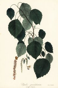 Stor asp, stortandad asp, stortandad asp, amerikansk asp, kanadensisk poppel eller vit poppel, Populus grandidentata av Endicott Endicott