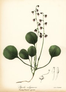 Liverblad vintergrön, myr vintergrön eller rosa vintergrön, Pyrola asarifolia (Träsk vintergrön, Pyrola uliginosa) av Endicott Endicott