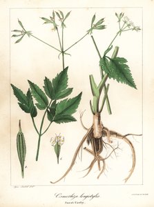 Långstilad sweet-cicely, longstyle sweetroot eller sweet cicely, Osmorhiza longistylis av Endicott Endicott