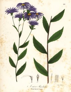 Låg grov aster eller grov träaster, Eurybia radula (Raspbladiga aster, Aster radula) av Endicott Endicott