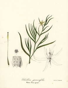 Mudplantain eller vattenhyacint, Heteranthera dubia (vattenstjärngräs, Schollera graminifolia) av Endicott Endicott