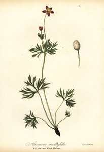 Stillahavsanemon eller skuren vindblomma, Anemone multifida av Endicott Endicott