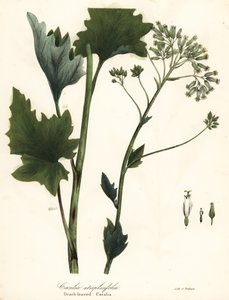 Blek indisk groblad, Arnoglossum atriplicifolium (Apelsinbladig cacalia, Cacalia atriplicifolia) av Endicott Endicott