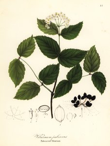 Pubescent viburnum, viburnum pubescens av Endicott Endicott