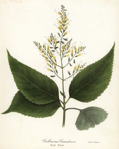 Richweed eller knutrot, Collinsonia canadensis