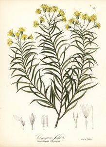 Sickleaf silkgrass eller sickle-leaved gold aster, Pityopsis falcata (Sickle-leaved chrysopsis, Chrysopsis falcata)