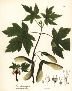 Silverlönn, Acer saccharinum (silverbladig lönn, Acer dasycarpum)