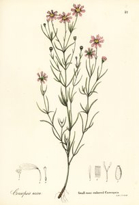 Liten rosafärgad coreopsis, Coreopsis rosea av Endicott Endicott
