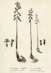Fläckig korallrot, Corallorhiza maculata och fallkorallrot, Corallorhiza odontorhiza (mångablommig korallrot, Corallorhiza multiflora och tandkorallrot, C av Endicott Endicott