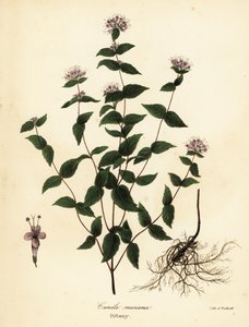 Stenmynta, frostmynta, dittany och amerikansk dittany, Cunila origanoides (Cunila mariana) av Endicott Endicott
