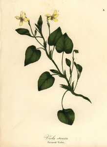 Randig gräddviol, krämig viol eller strimmig viol, Viola striata av Endicott Endicott