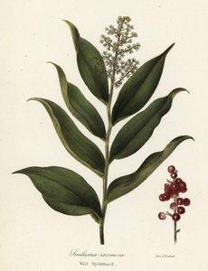 Sirapbär, Maianthemum racemosum (Vild nard, Smilacina racemosa) av Endicott Endicott