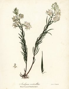 Snurrad mjölgräs, östlig snäckor, åkerfräken eller svalbladig svalört, Asclepias verticillata av Endicott Endicott