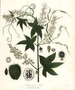 Vildgurka, tagggurka, burgurka eller vildbalsamäpple, Echinocystis lobata