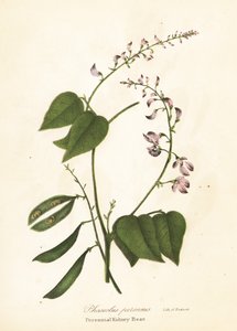 Vild kidneyböna, Phaseolus polystachios (flerårig kidneyböna, Phaseolus perennis)