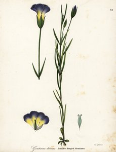 Väderkvarnsfransad gentiana, Gentianopsis detonsa (Småfransad gentiana, Gentiana detonsa) av Endicott Endicott