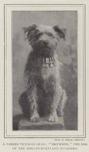 En hundveteran död, trummis, hunden från Northumberland Fusiliers av English Photographer