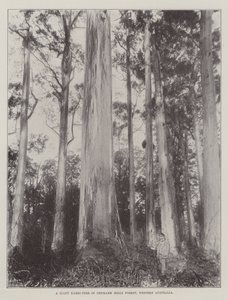Ett jättelikt Karri-träd i Denmark Hills Forest, västra Australien