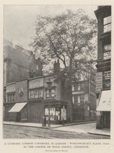 Ett litterärt landmärke i London i fara, Wordsworths platan i hörnet av Wood Street, Cheapside av English Photographer