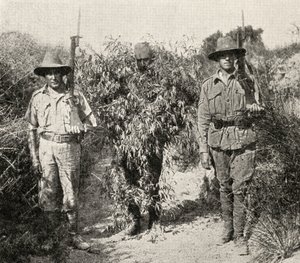 En turkisk krypskytt, förklädd till en buske, i förvar efter att ha tillfångatagits av ANZAC-trupper, från "The Great War: A History", volym III, 1916. av English Photographer