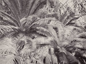 En grupp cykader i Palm House på Kew (svartvitt foto) av English Photographer