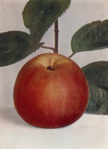 Apple, Baumann