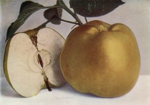 Apple, Lord Derby (färgfoto) av English Photographer