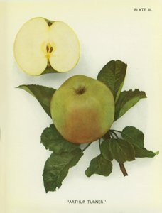 Äpplen från England: Arthur Turner (färgfoto) av English Photographer