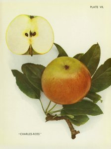 Äpplen från England: Charles-Ross (färgfoto) av English Photographer