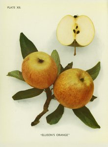 Äpplen från England: Ellison