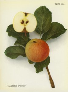 Äpplen från England: Laxton