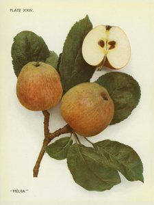 Äpplen i England: Melba (färgfoto) av English Photographer