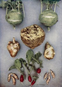 Kronärtskockor, kålrabbi, rotselleri och rädisa (färgfoto) av English Photographer