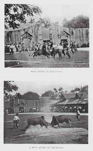 Tjurfäktning i Kelantan (s/v foto) av English Photographer
