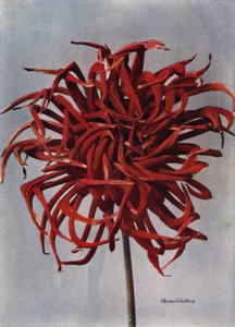 Kaktus Dahlia, Conqueror (färgfoto) av English Photographer