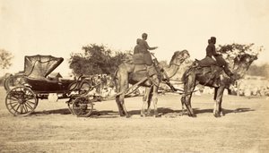 Kamelvagn, ca 1860 (fotogravyr) av English Photographer