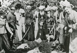 Kattutställning på Royal Botanic Gardens, Westminster, 1900 av English Photographer