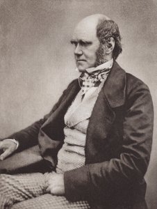 Charles Darwin, porträtt, ca 1854, efter ett fotografi av Maull  Fox (s/v-foto) av English Photographer