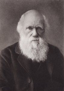 Charles Darwin, porträtt, c 1880 (s/v foto) av English Photographer