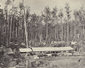 Childers sågverk, Gippsland av English Photographer
