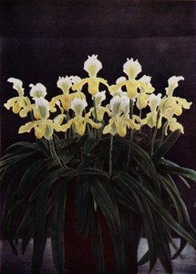 Cypripedium Insigne Sanderae (färgfoto) av English Photographer