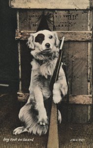 Hund som håller en pistol (färgfoto) av English Photographer