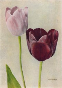 Euterpe och Frans Hals (färgfoto) av English Photographer