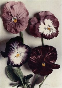 Fancy Violas, Louie Granger, Mrs Chichester, Kate Houston och Duke of Argyle (färgfoto) av English Photographer