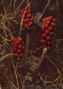 Frukt av Cuckoo-Pint (foto) av English Photographer